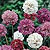 Armeria Seeds