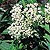 Butterfly Weed Seeds
