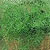 Asparagus Fern Seeds