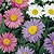 Aster Seeds