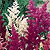 Astilbe Seeds