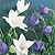 Balloon Flower Seeds