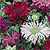 Bee Balm Seeds
