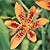 Blackberry Lily Seeds