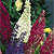Butterfly Bush Seeds