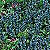 Carpet Bugle Seeds