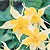 Columbine Seeds