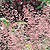 Coral Bells Seeds
