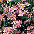 Coreopsis Seeds