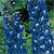 Delphinium Seeds