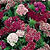 Dianthus Seeds