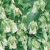 Symphyandra Seeds