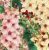 Verbascum Seeds