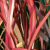 Phormium Seeds
