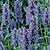 Nepeta Seeds