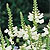 Obedience Plant Seeds