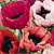Oriental Poppy Seeds