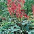 Ornamental Rhubarb Seeds