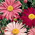 Painted Daisy Seeds