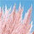 Pampas Grass Seeds