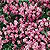 Prunella Seeds