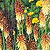 Red Hot Poker Seeds