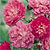 Rose Seeds