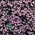 Saponaria Seeds