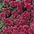 Sedum Seeds