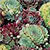 Sempervivum Seeds