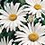 Shasta Daisy Seeds