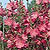 Sidalcea Seeds