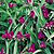 Spiderwort Seeds