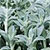 Stachys Seeds