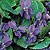 Sweet Violet Seeds