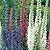 Veronica Seeds