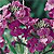 Wallflower Seeds