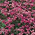 Wall Rockcress Seeds