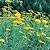 Yarrow Seeds
