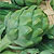 Artichoke Seeds