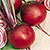 Beet Seeds