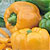 Bell Pepper Seeds