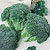 Broccoli Seeds