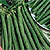 Bush Bean Seeds