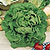 Butterhead Lettuce Seeds