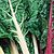 Chard Seeds