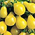 Cherry Tomato Seeds