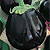 Eggplant Seeds