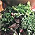 Greens Seeds