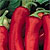 Hot Pepper Seeds